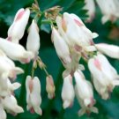 Formosa Pink Bleeding Hearts Bush Flower Plant Live Rare Plant Exotic For Your Garden