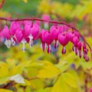 Gold Leaf Pink Flowers Bleeding Hearts Flower Plant Live Rare Plant Exotic For Your Garden