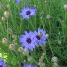 Blue Cupid's Dart Flower Plant Live Rare Plant Exotic For Your Garden
