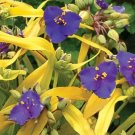 Tradescantia Lucky Charms Flower Plant Live Rare Plant Exotic For Your Garden