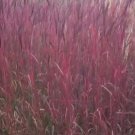 Dancing Wind Grass Flower Plant Live Rare Plant Exotic For Your Garden