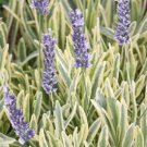 Lavender Platinum Blonde Variegated Flower Plant Live Rare Plant Exotic For Your Garden