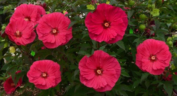 Red Hibiscus Flower Plug Flower Plant Live Rare Plant Exotic For Your Garden