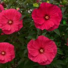 Red Hibiscus Flower Plug Flower Plant Live Rare Plant Exotic For Your Garden