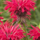 Scarlet Red Bee Balm Flower Plant Live Rare Plant Exotic For Your Garden