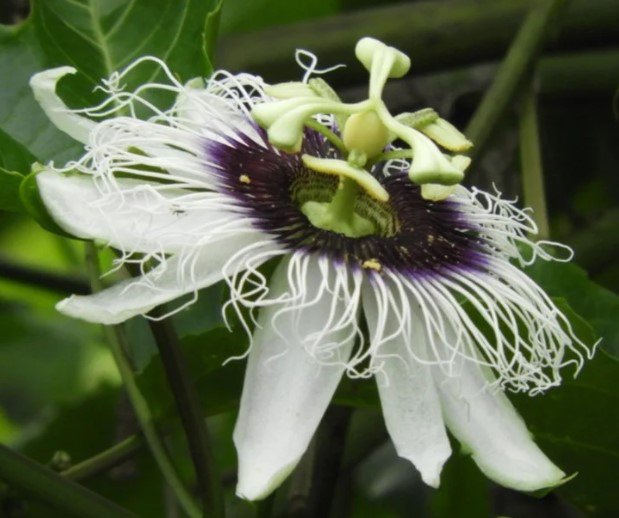 White Passion Flower Vine Flower Plant Live Rare Plant Exotic For Your Garden