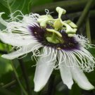 White Passion Flower Vine Flower Plant Live Rare Plant Exotic For Your Garden