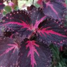 Flamingo Coleus Flower Plant Live Rare Plant Exotic For Your Garden
