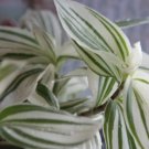 Tradescantia White Stripes Flower Plant Live Rare Plant Exotic For Your Garden