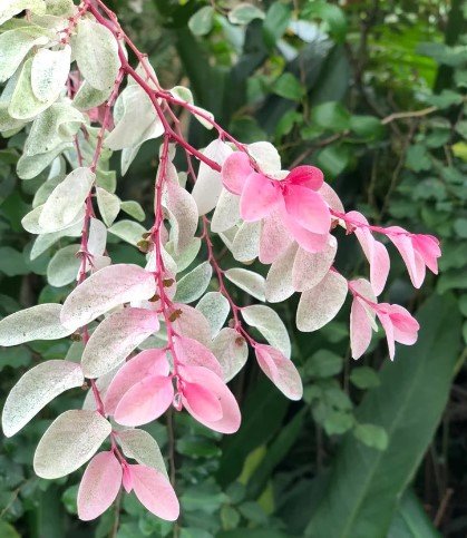 Snow Bush Breynia Variegated Flower Plant Live Rare Plant Exotic For Your Garden