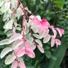 Snow Bush Breynia Variegated Flower Plant Live Rare Plant Exotic For Your Garden