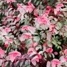 Roseopicta Breynia Variegated Flower Plant Live Rare Plant Exotic For Your Garden