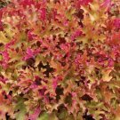 Marmalade Heuchera Flower Plant Live Rare Plant Exotic For Your Garden