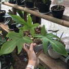 Philodendron Florida Ghost Tropical Flower Plant Live Rare Plant Exotic For Your Garden