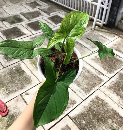 Syngonium Aurea Flower Plant Live Rare Plant Exotic For Your Garden