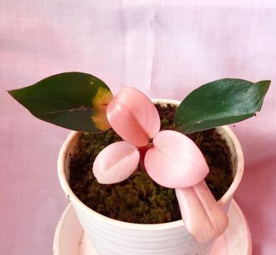 Philodendron Philodendron Pink Congo Flower Plant Live Rare Plant Exotic For Your Garden