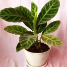 Calathea Zebrina Flower Plant Live Rare Plant Exotic For Your Garden