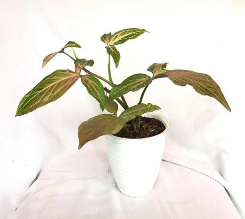 Syngonium Pink Splash variegated Flower Plant Live Rare Plant Exotic For Your Garden
