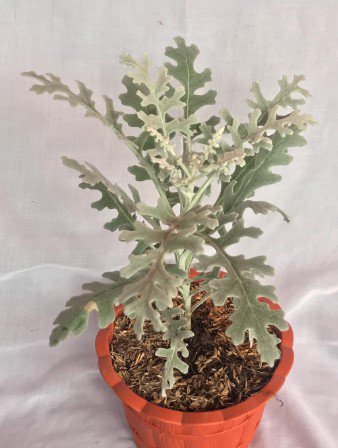 Dusty Miller Flower Plant Live Rare Plant Exotic For Your Garden