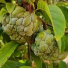 Sugar Apple Fruit Plant Live Rare Plant Exotic For Your Garden