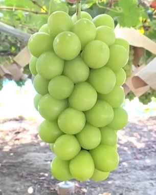 Grape shine muscat Fruit Plant Live Rare Plant Exotic For Your Garden