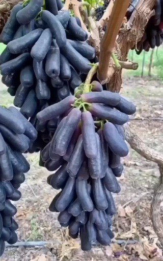grape Moondrop Fruit Plant Live Rare Plant Exotic For Your Garden