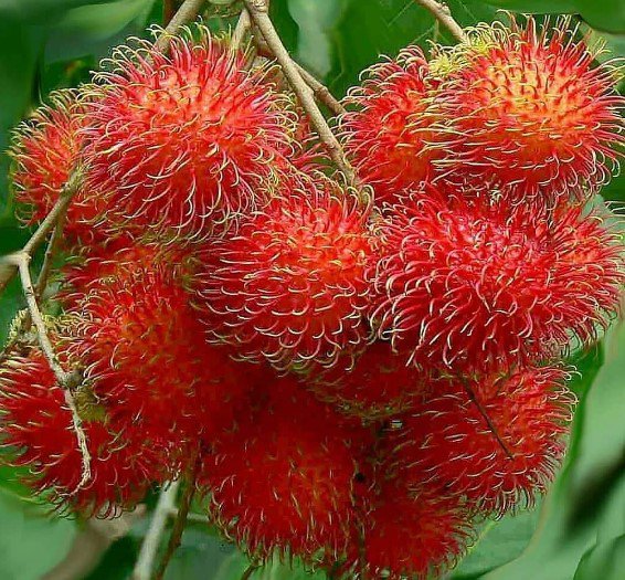 Rambutan (Nephelium lappaceum)Tree Fruit Plant Live Rare Plant Exotic For Your Garden