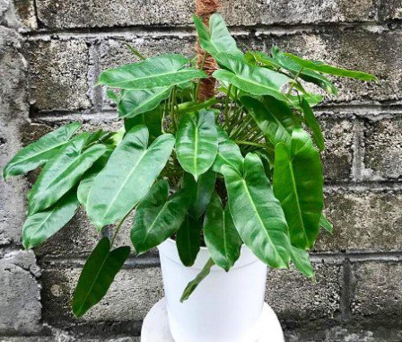 Philodendron Burle Marx Flower Plant Live Rare Plant Exotic For Your Garden