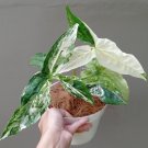 syngonium varigata Flower Plant Live Rare Plant Exotic For Your Garden