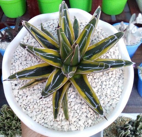 Agave Victoria Reginae Variegated Flower Plant Live Rare Plant Exotic For Your Garden