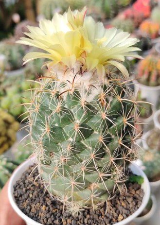 Coryphantha pallida cactus Rare Flower Plant Live Rare Plant Exotic For Your Garden