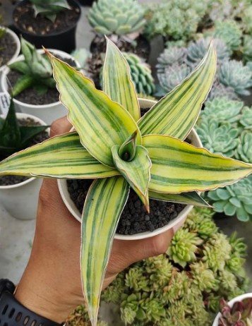 sansevieria trifasciata hahnii jade Black Jade Snake Plant - Live Plants in 4 Inch Growers Pots