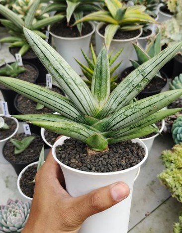 Sansevieria Boncel Platinum Cross Cactus Rare Flower Plant Live Rare Plant Exotic For Your Garden