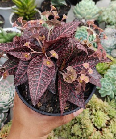 Euphorbhia francoisi maple leaf Cactus Rare Flower Plant Live Rare Plant Exotic For Your Garden
