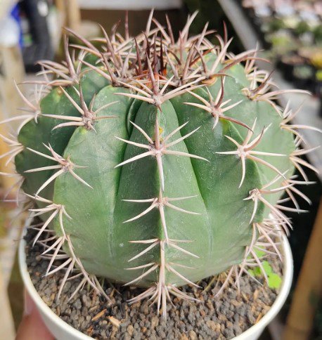 Melocactus curvispinus Cactus Rare Flower Plant Live Rare Plant Exotic For Your Garden