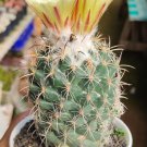 Rare Cactus Coryphantha pallida Yellow Rare Flower Plant Live Rare Plant Exotic For Your Garden