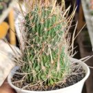 Echinofossulocactus Cactus Rare Plant Live Rare Plant Exotic For Your Garden