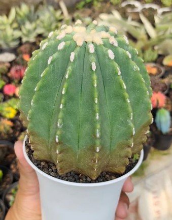 Ferocactus Glaucescens Cactus Rare Plant Live Rare Plant Exotic For Your Garden