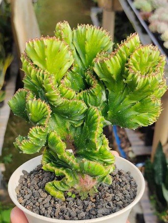 euphorbia lactea Cactus Rare Plant Live Rare Plant Exotic For Your Garden