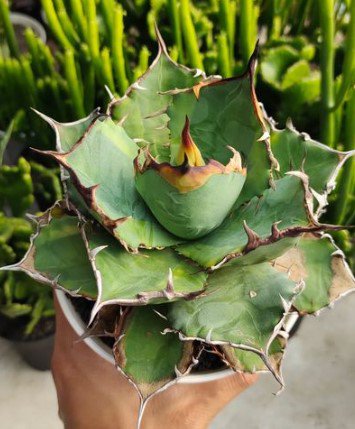 agave titanota Cactus Rare Plant Live Rare Plant Exotic For Your Garden