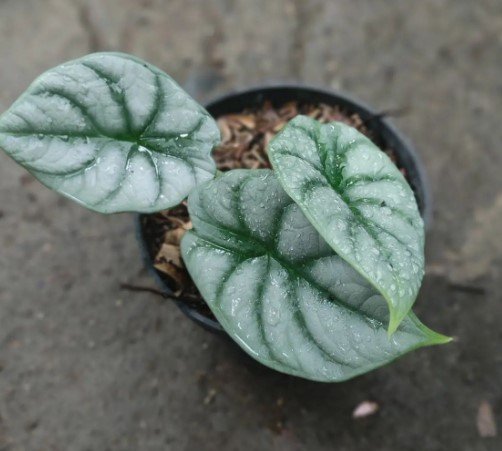 Alocasia Dragon Scale Flower Rare Plant Live Rare Plant Exotic For Your Garden
