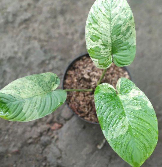 homalomena star dust Flower Rare Plant Live Rare Plant Exotic For Your Garden
