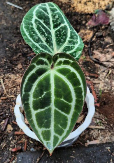 Anthurium Silver Blush Large Flower Rare Plant Live Rare Plant Exotic For Your Garden