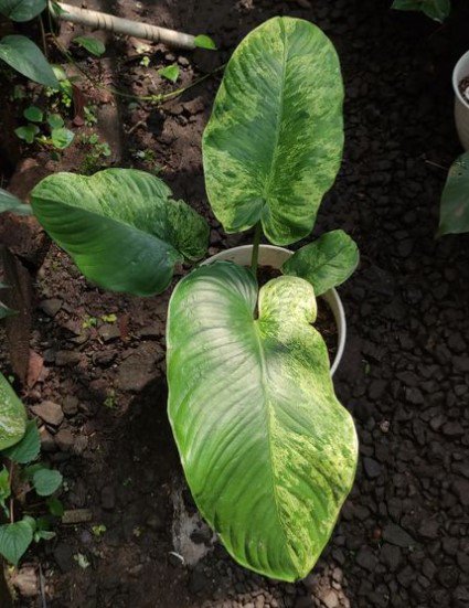 Homalomena Rubescens Variegated Flower Rare Plant Live Rare Plant Exotic For Your Garden