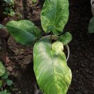 Homalomena Rubescens Variegated Flower Rare Plant Live Rare Plant Exotic For Your Garden