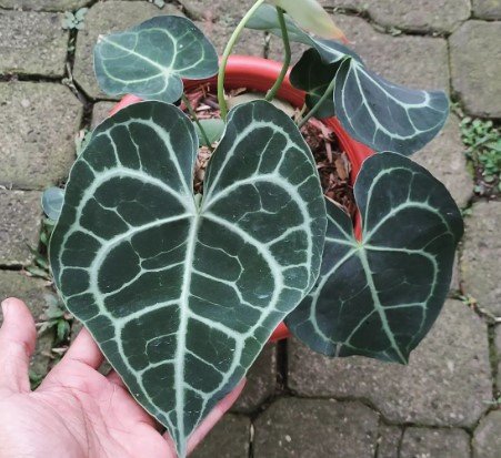 anthurium Clarinervium Flower Rare Plant Live Rare Plant Exotic For Your Garden