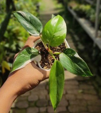 White Princess Philodendron Flower Rare Plant Live Rare Plant Exotic For Your Garden