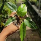 White Princess Philodendron Flower Rare Plant Live Rare Plant Exotic For Your Garden
