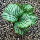 Calathea Orbifolia Flower Rare Plant Live Rare Plant Exotic For Your Garden