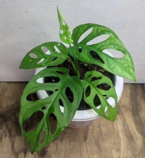 Monstera Andasoni Flower Rare Plant Live Rare Plant Exotic For Your Garden